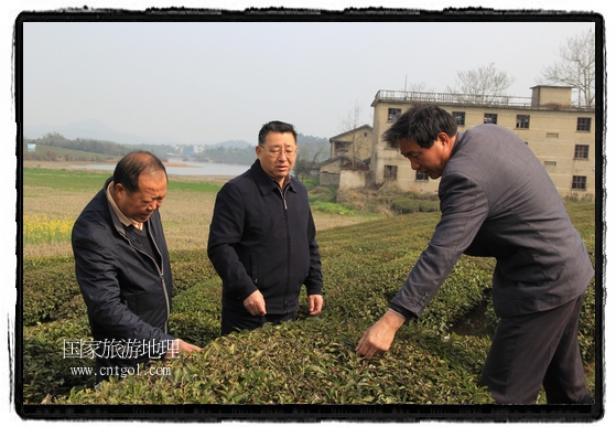 婺源縣茶業(yè)局積極組織茶技人員到中云、鎮(zhèn)頭、清華、思口等重點(diǎn)產(chǎn)茶鄉(xiāng)鎮(zhèn)，深入茶園地塊、名優(yōu)茶加工廠開展技術(shù)服務(wù)。